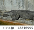 動物園のワニ 18846995