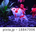 金魚 18847006