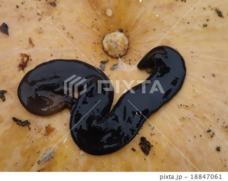 コウガイビル 18847061