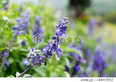 Blue salvia flowers, ornamental plants spring. 18847642