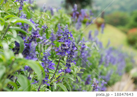 Blue salvia flowers, ornamental plants spring. 18847643