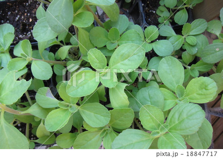 ボルトジンユ 18847717