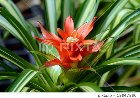 Urn Plant or Bromeliad. Urn Plant or Bromeliad. 18847886