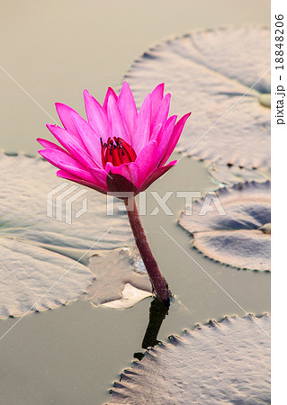 Beautiful pink water lily closeup Beautiful pink water lily closeup 18848206