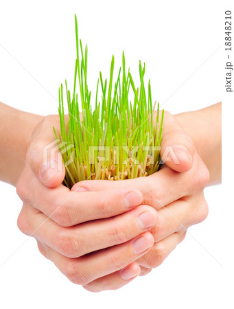 Green grass in woman's hands on white background Green grass in woman's hands on white background 18848210