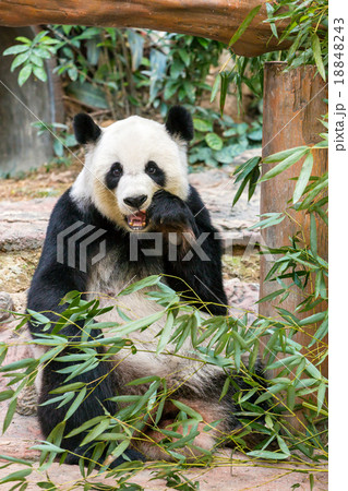 Giant panda eating bamboo 18848243