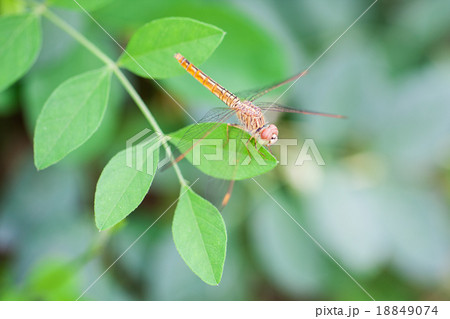 A skimmer dragonfly (Sympetrum sp.) 18849074