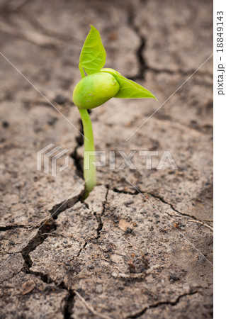 Green newborn sprout on chapped earth Green newborn sprout on chapped earth 18849143