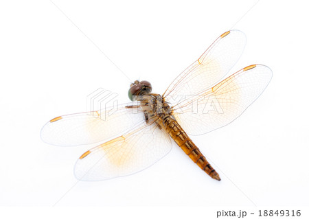 Dragonfly 18849316