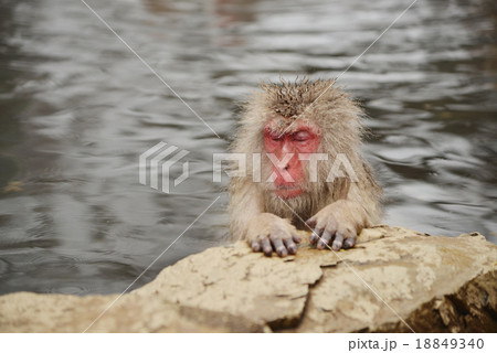 猿 申年 さる 温泉 年賀素材 干支 16の写真素材