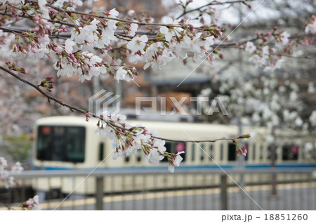 鶴巻温泉の桜 鶴巻温泉の桜 18851260