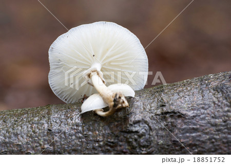 Porcelain fungus (Oudemansiella mucida) Porcelain fungus (Oudemansiella mucida) 18851752