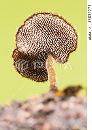 Pinecone mushroom (Auriscalpium vulgare) 18852273