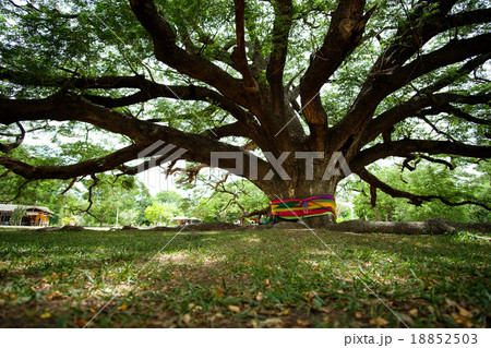 Giant Monkeypod Tree in Kanchanaburi, Thailand 18852503