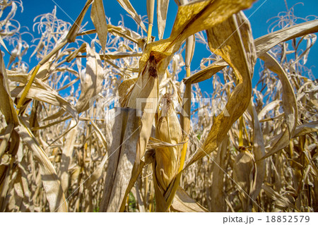 Dry corn plants against blue sky 18852579