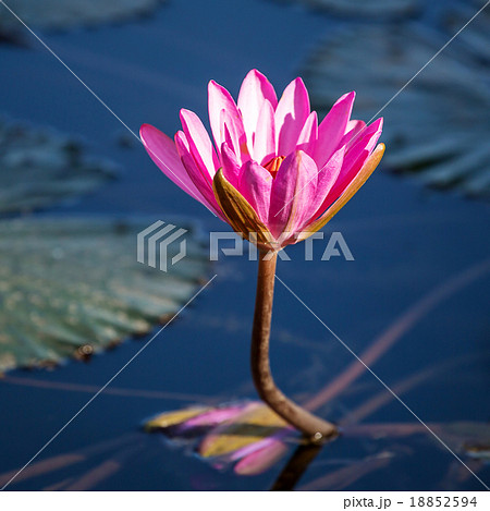 Beautiful pink water lily closeup Beautiful pink water lily closeup 18852594