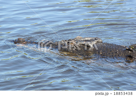Saltwater Crocodile, Australia Saltwater Crocodile, Australia 18853438