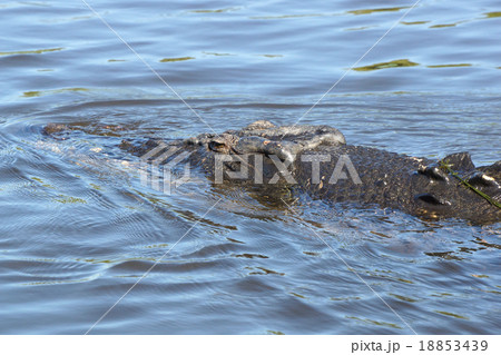 Saltwater Crocodile, Australia Saltwater Crocodile, Australia 18853439