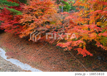 11月河口湖紅葉まつり03もみじ回廊 18853810