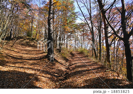11月紅葉台・鳴沢村01落葉 18853825