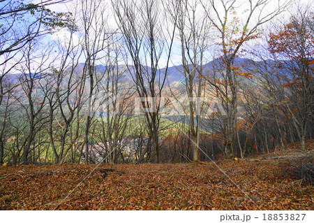 11月紅葉台・鳴沢村03落葉 11月紅葉台・鳴沢村03落葉 18853827