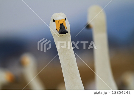 阿武隈川の鳥たち 阿武隈川の鳥たち 18854242