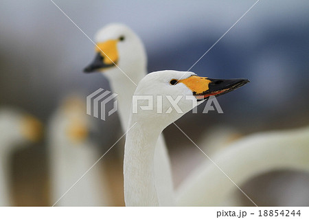阿武隈川の鳥たち 阿武隈川の鳥たち 18854244