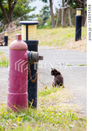 田代島｜猫のいる風景 18854568