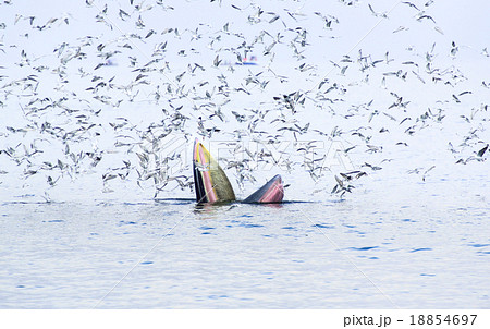 Bryde's whale in gulf of Thailand Bryde's whale in gulf of Thailand 18854697
