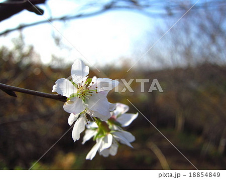 寒桜 桜 寒桜 桜 18854849