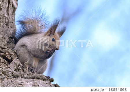 考えるエゾリス 18854868