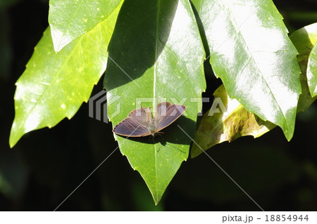 生き物 昆虫 ムラサキツバメ、千葉県産オスがアオキで日向ぼっこ。メスよりオスのほうが地味な色合いです 生き物 昆虫 ムラサキツバメ、千葉県産オスがアオキで日向ぼっこ。メスよりオスのほうが地味な色合いです 18854944