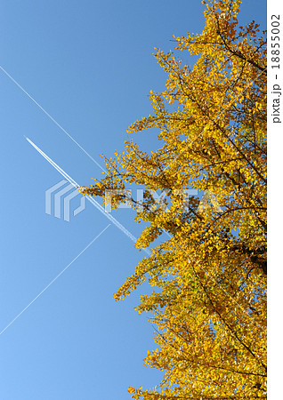 銀杏と飛行機雲 18855002