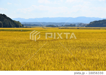 伊佐の田園風景 18856330