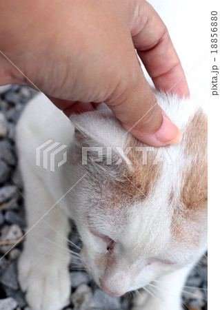 Cat sleeping Cat sleeping 18856880