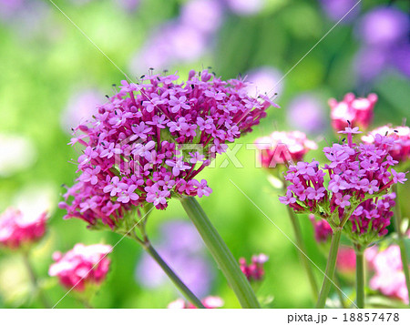 ウスベニカノコソウの写真素材