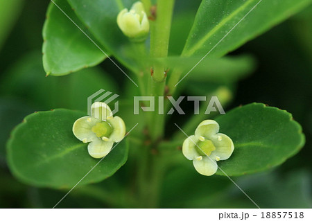 自然 植物 イヌツゲ 花は春から初夏 雌雄異株でこちらは雌株に咲く雌花ですの写真素材