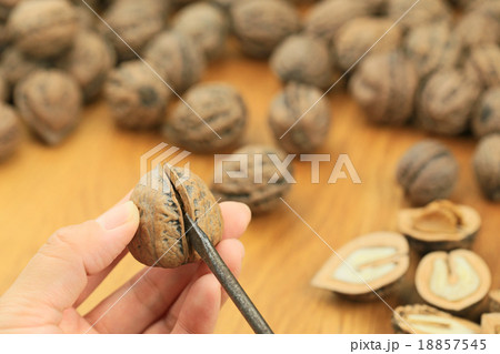 クルミ割り 18857545