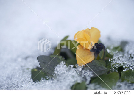 ビオラと雪 18857774