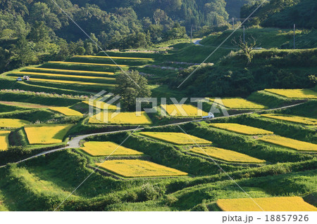 大蔵村の棚田 18857926