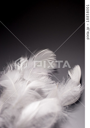 羽根 羽根 18858001