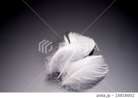 羽根 18858002