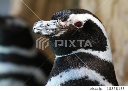 マゼランペンギン マゼランペンギン 18858183