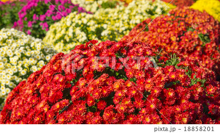 ざる菊　16：9 18858201