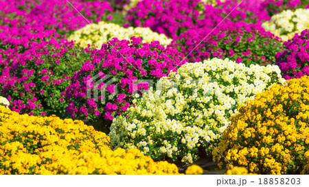 ざる菊 STF 16:9 ざる菊 STF 16:9 18858203