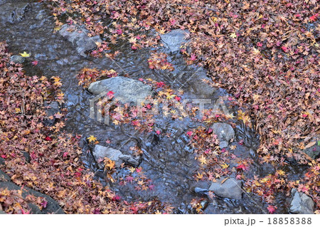 「富士河口湖紅葉祭り」の「もみじ回廊」に流れる川に浮かぶもみじの絨毯 18858388