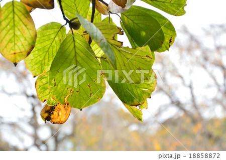 秋の白木蓮の葉の写真素材 1572