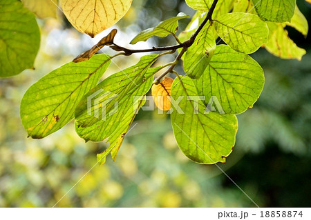秋の白木蓮の葉の写真素材 1574