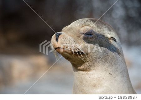 californian sea lion close up portrait 18858937