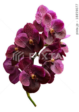 purple orchid vanda isolated on white background purple orchid vanda isolated on white background 18859077